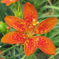 Iris tigré / Belamcanda chinensis